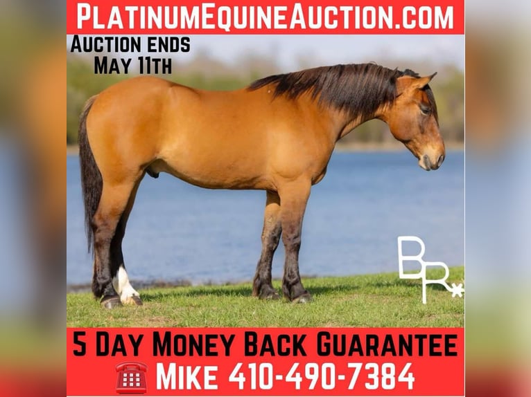 American Quarter Horse Gelding 5 years 16,2 hh Dun in Mountain Grove MO