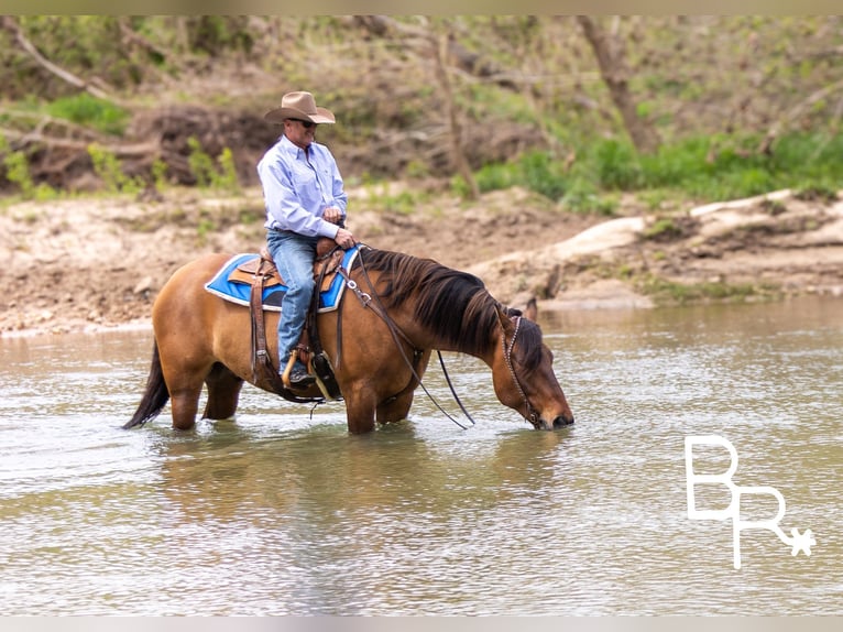 American Quarter Horse Gelding 5 years 16,2 hh Dun in Mountain Grove MO