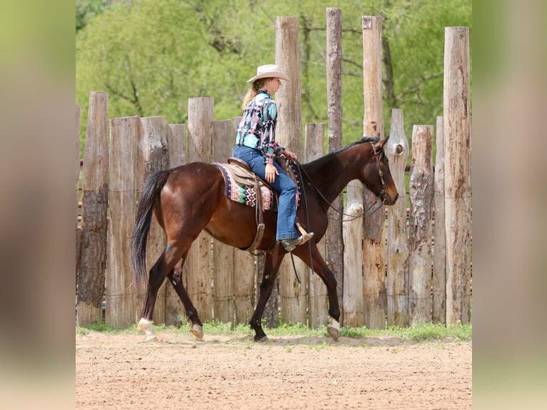 American Quarter Horse Gelding 5 years 16.2 hh  in Athens