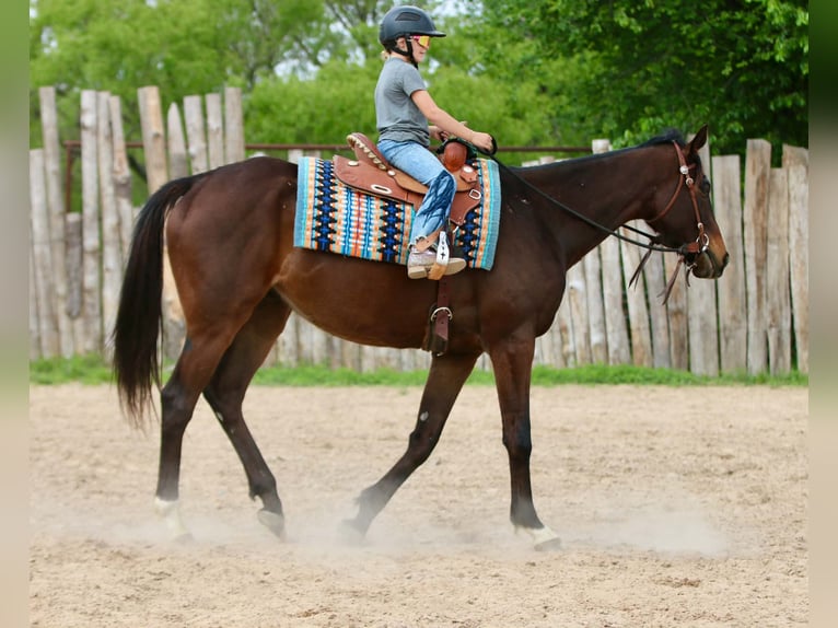 American Quarter Horse Gelding 5 years 16.2 hh  in Athens