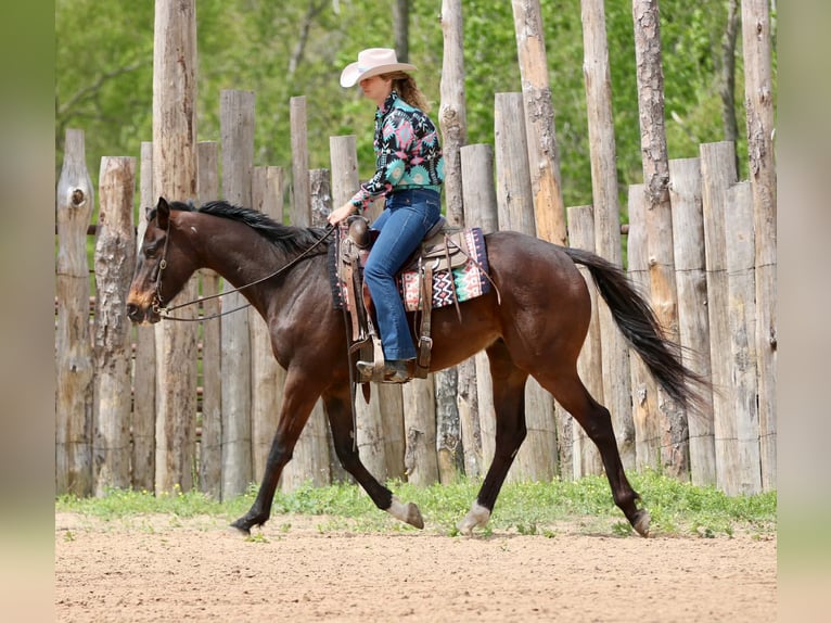 American Quarter Horse Gelding 5 years 16.2 hh  in Athens
