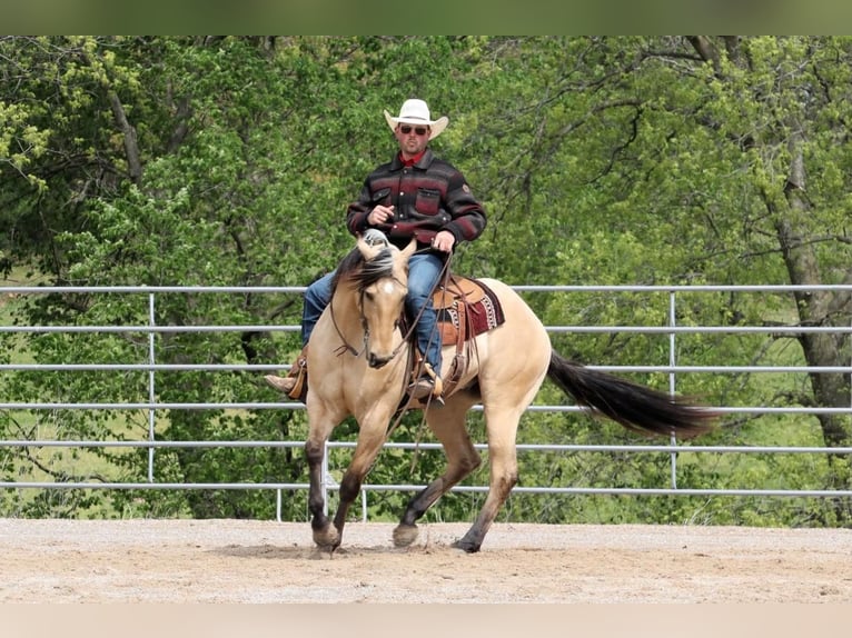American Quarter Horse Gelding 5 years 16 hh Buckskin in Mt Vernon, MO