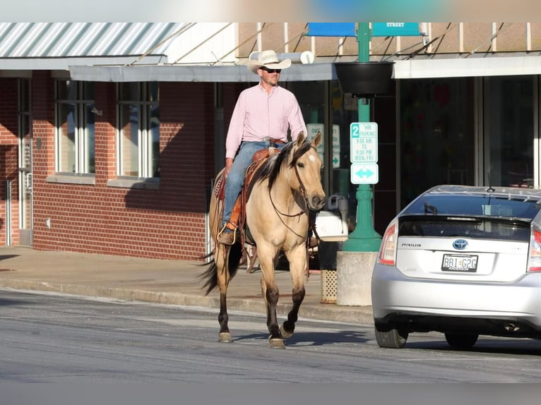 American Quarter Horse Gelding 5 years 16 hh Buckskin in Mt Vernon, MO