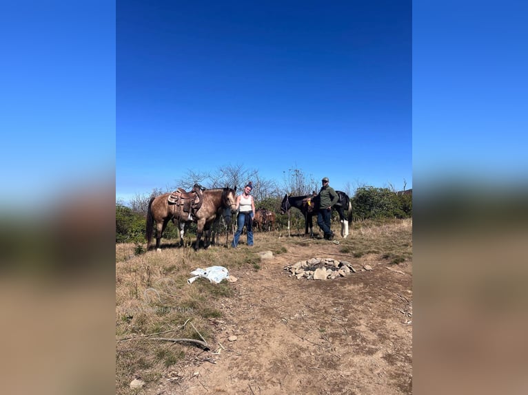 American Quarter Horse Gelding 5 years 16 hh Buckskin in Gerald, MO