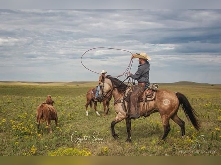 American Quarter Horse Gelding 5 years 16 hh Buckskin in Gerald, MO