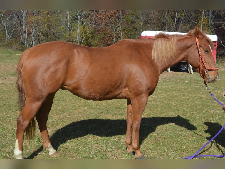 American Quarter Horse Mix Gelding 5 years 16 hh Chestnut-Red in Draper