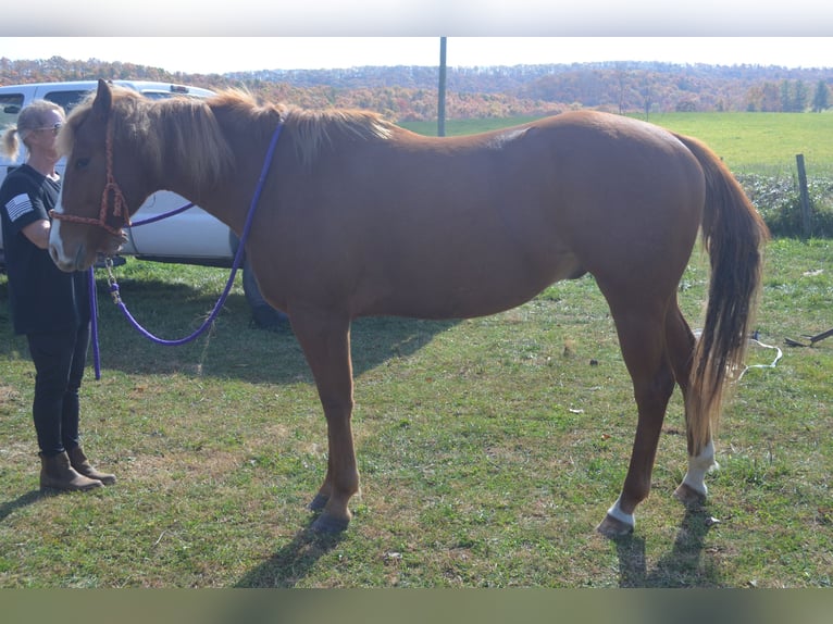 American Quarter Horse Mix Gelding 5 years 16 hh Chestnut-Red in Draper