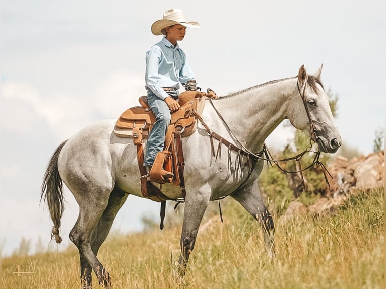 American Quarter Horse Gelding 5 years 16 hh Gray in Montrose, CO