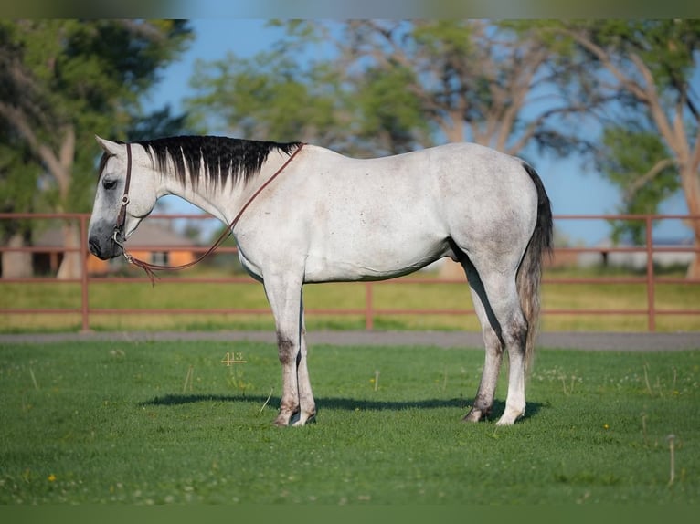 American Quarter Horse Gelding 5 years 16 hh Gray in Montrose, CO