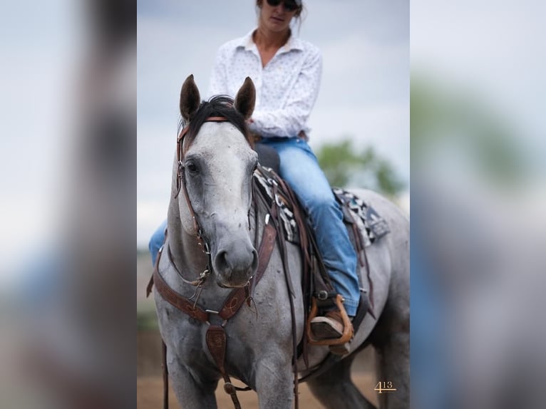 American Quarter Horse Gelding 5 years 16 hh Gray in Montrose, CO