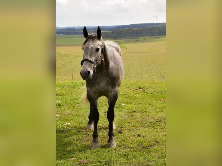 American Quarter Horse Gelding 5 years 16 hh Gray in Warsaw KY