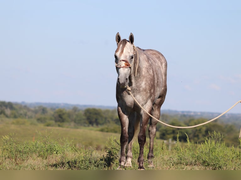American Quarter Horse Gelding 5 years 16 hh Grey-Dapple in Flemingsburg KY