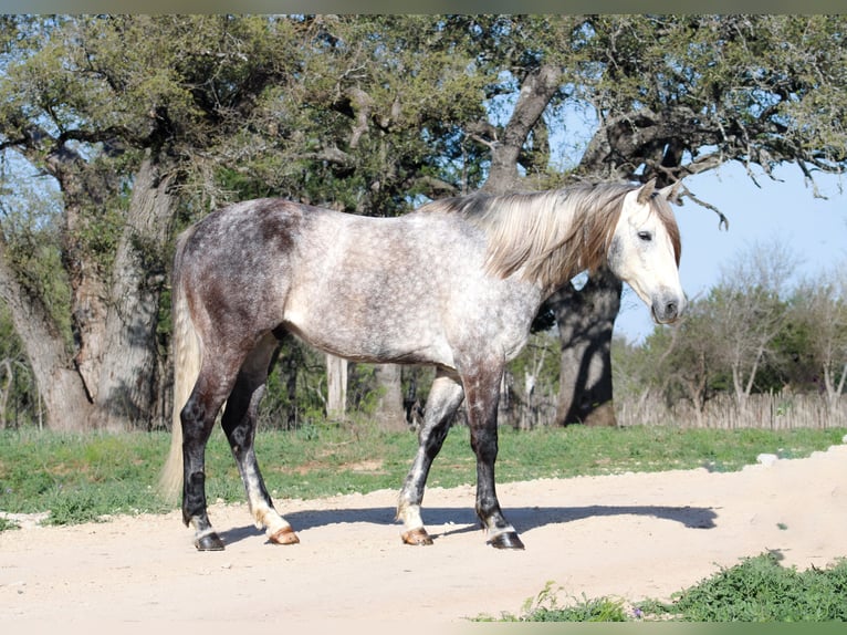 American Quarter Horse Gelding 5 years 16 hh Grey in Buckholts