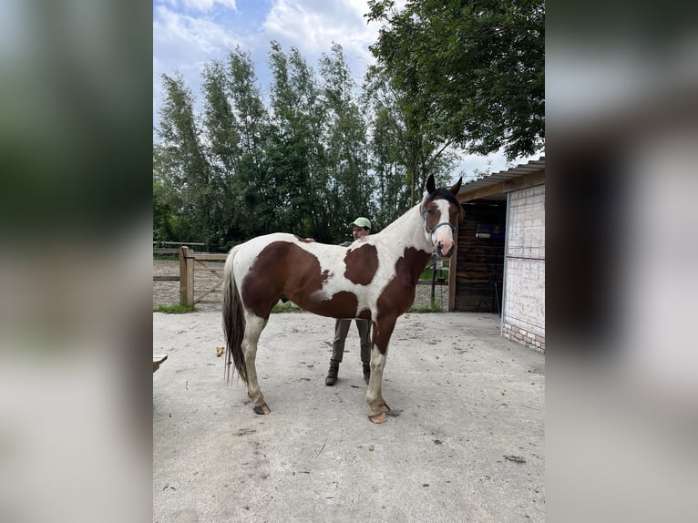 American Quarter Horse Gelding 5 years 16 hh Pinto in Hoeke