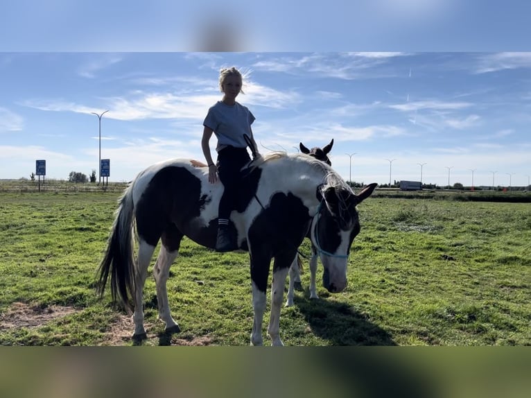 American Quarter Horse Gelding 5 years 16 hh Pinto in Hoeke