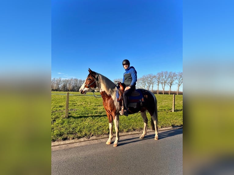 American Quarter Horse Gelding 5 years 16 hh Pinto in Hoeke