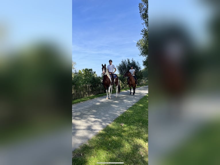 American Quarter Horse Gelding 5 years 16 hh Pinto in Hoeke