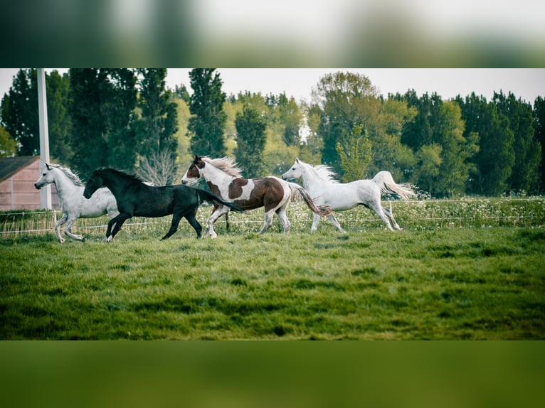 American Quarter Horse Gelding 5 years 16 hh Pinto in Hoeke