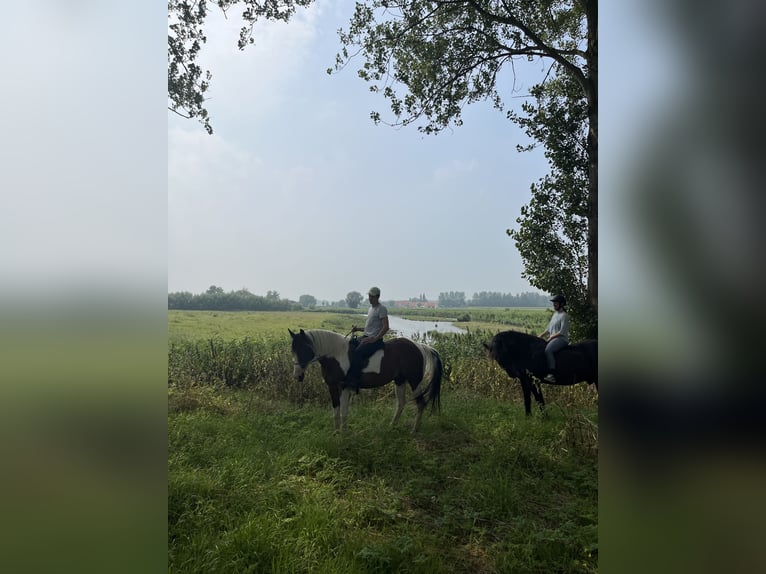 American Quarter Horse Gelding 5 years 16 hh Pinto in Hoeke