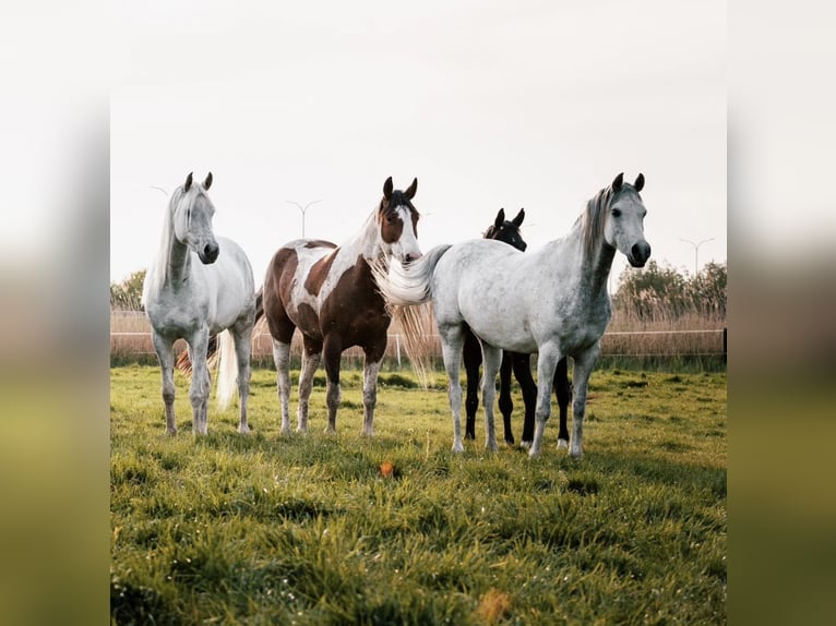 American Quarter Horse Gelding 5 years 16 hh Pinto in Hoeke