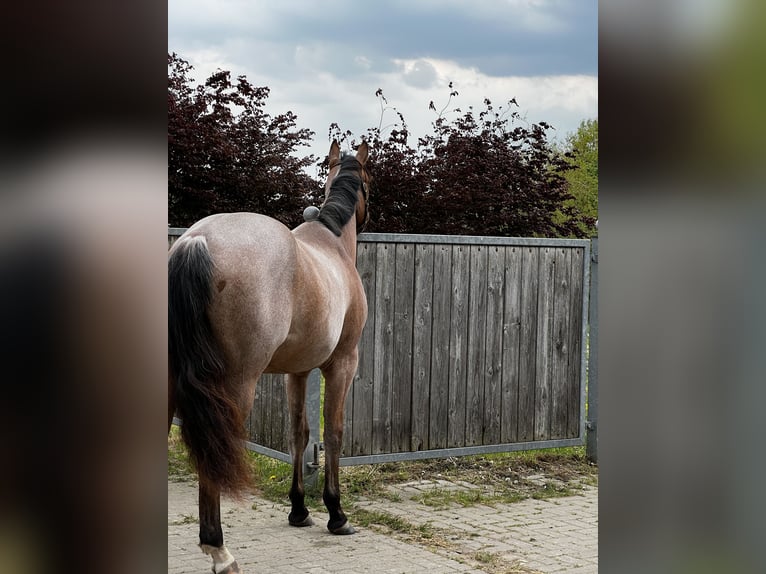 American Quarter Horse Gelding 5 years 16 hh Roan-Bay in B&#xFC;tzow