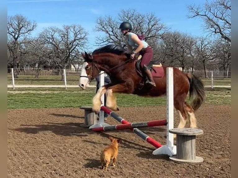 American Quarter Horse Gelding 5 years 16 hh Roan-Bay in Jacksboro, TX