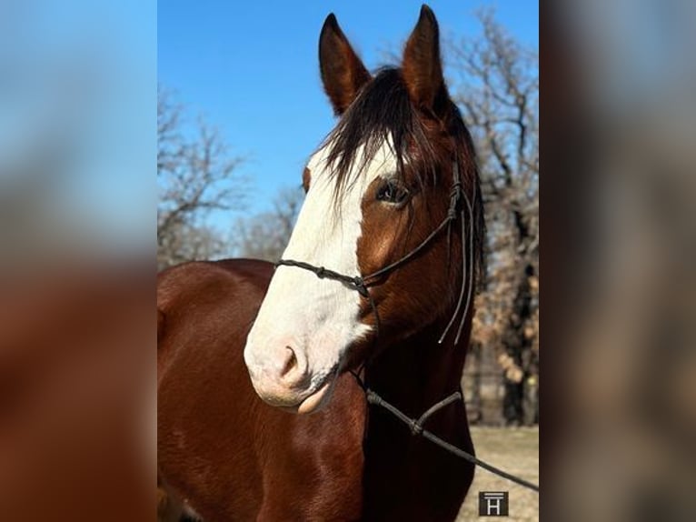 American Quarter Horse Gelding 5 years 16 hh Roan-Bay in Jacksboro, TX