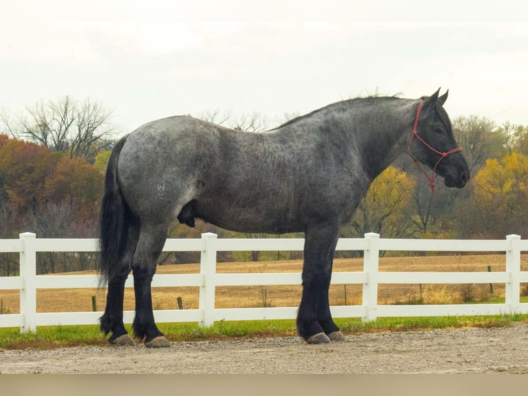 American Quarter Horse Gelding 5 years 16 hh Roan-Blue in Bloomfield IA