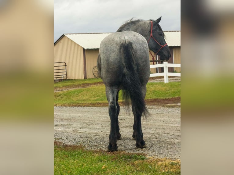 American Quarter Horse Gelding 5 years 16 hh Roan-Blue in Bloomfield IA