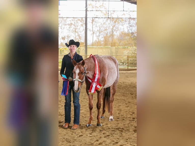 American Quarter Horse Gelding 5 years 16 hh Roan-Red in Sommerein