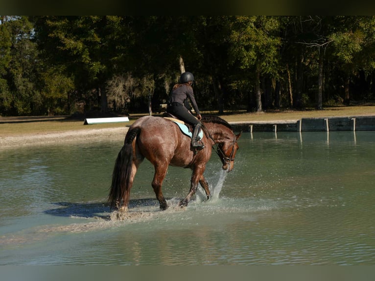 American Quarter Horse Mix Gelding 5 years 16 hh  in Fresno