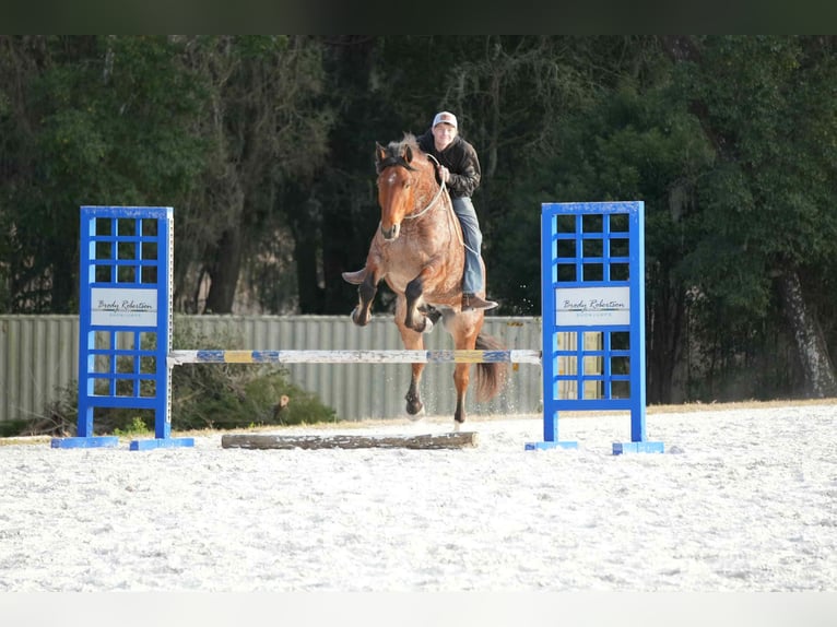 American Quarter Horse Mix Gelding 5 years 16 hh  in Fresno