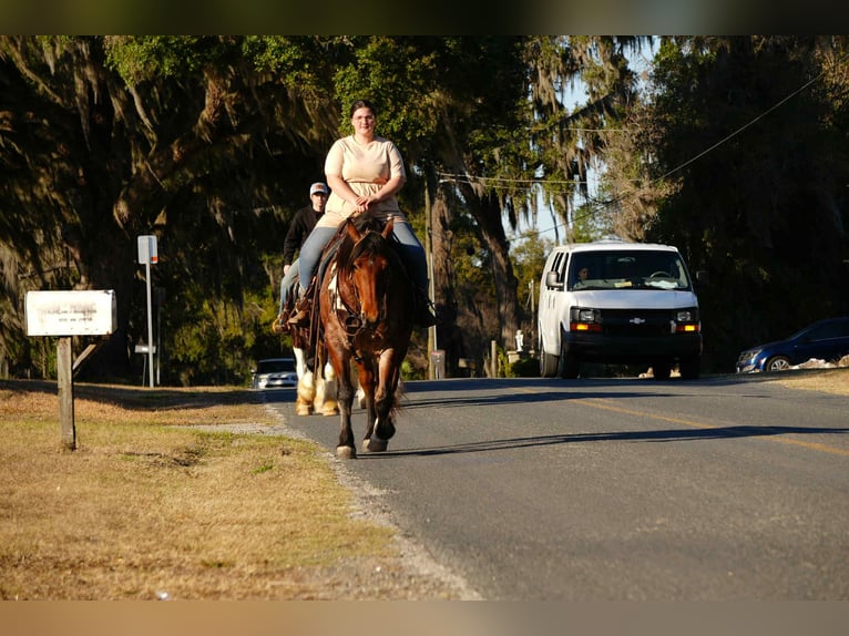 American Quarter Horse Mix Gelding 5 years 16 hh  in Fresno