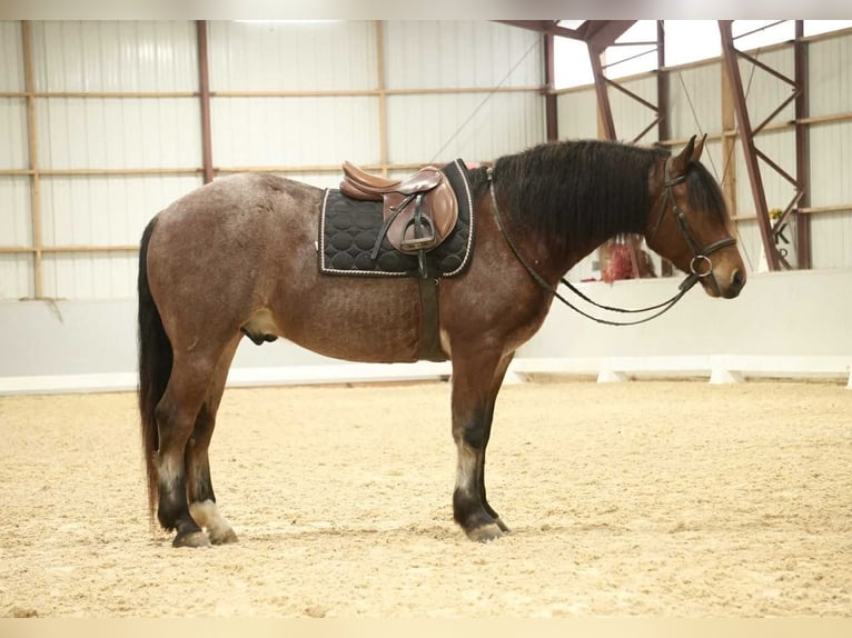 American Quarter Horse Mix Gelding 5 years 16 hh  in Fresno