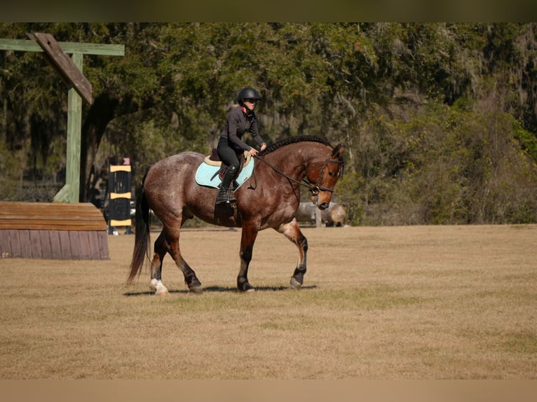 American Quarter Horse Mix Gelding 5 years 16 hh  in Fresno