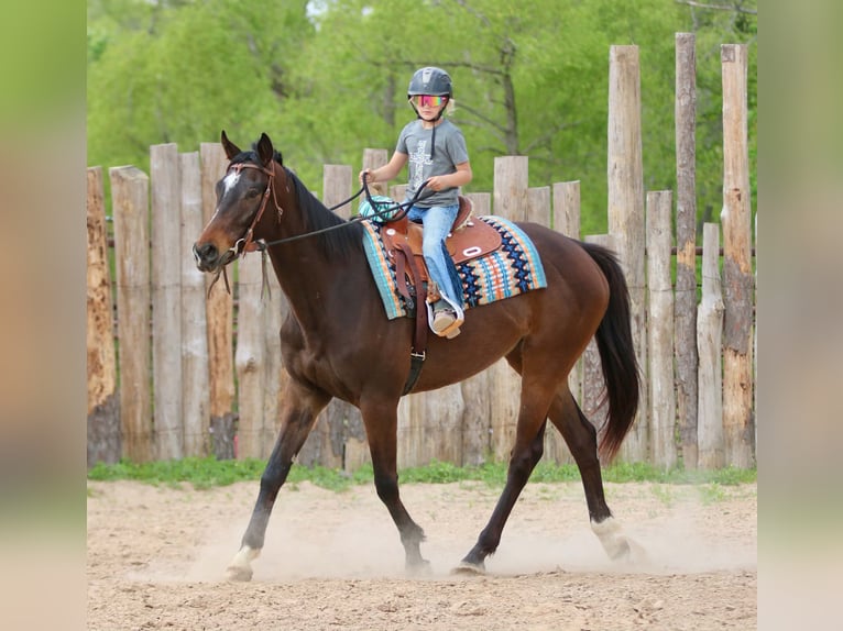 American Quarter Horse Gelding 5 years 16 hh  in Athens
