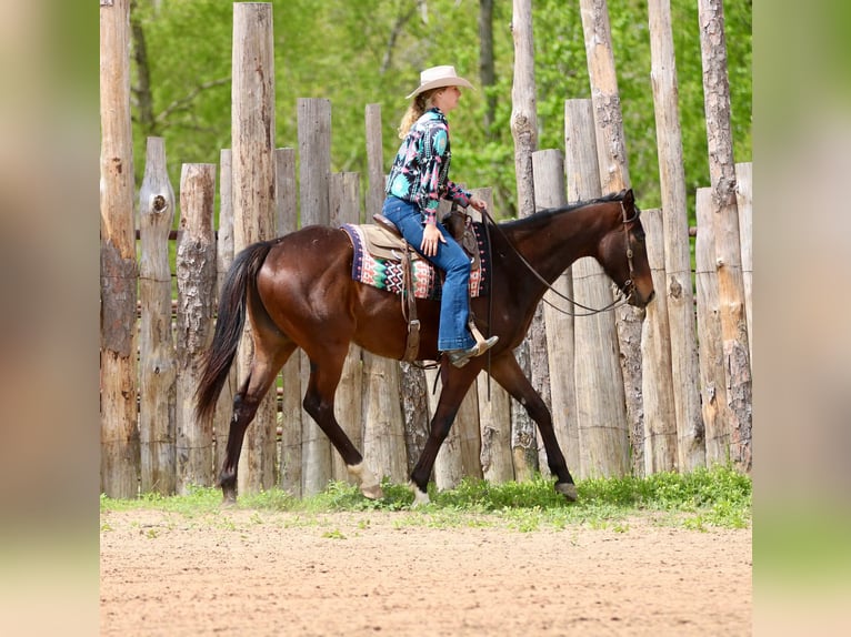 American Quarter Horse Gelding 5 years 16 hh  in Athens