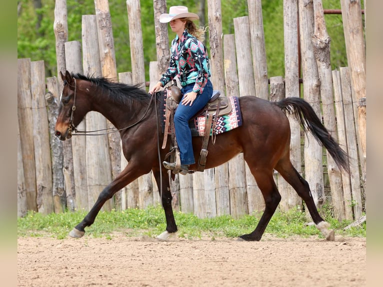 American Quarter Horse Gelding 5 years 16 hh  in Athens