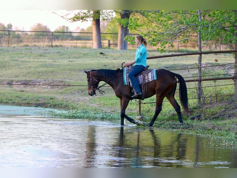 American Quarter Horse Gelding 5 years 16 hh  in Athens