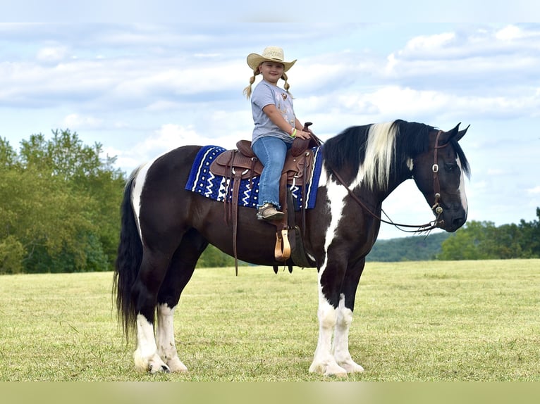 American Quarter Horse Mix Gelding 5 years 16 hh in Crab Orchard, KY