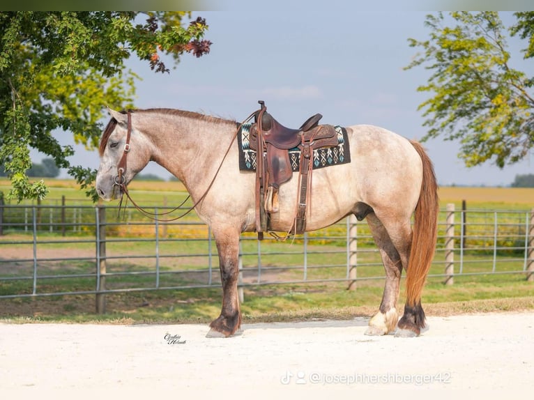 American Quarter Horse Gelding 5 years 16,1 hh Grey in Independence IA