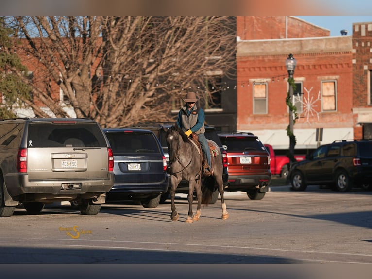 American Quarter Horse Gelding 5 years 16,1 hh Roan-Blue in Bogard MO