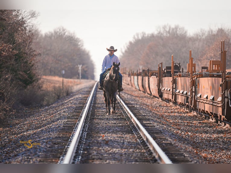 American Quarter Horse Gelding 5 years 16,1 hh Roan-Blue in Bogard MO