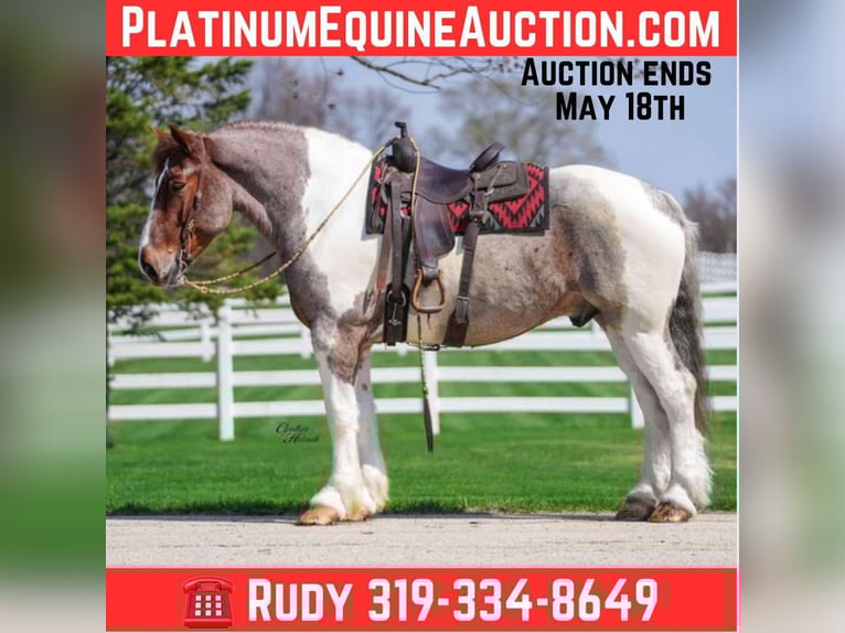 American Quarter Horse Gelding 5 years 16,1 hh Roan-Red in Independence IA