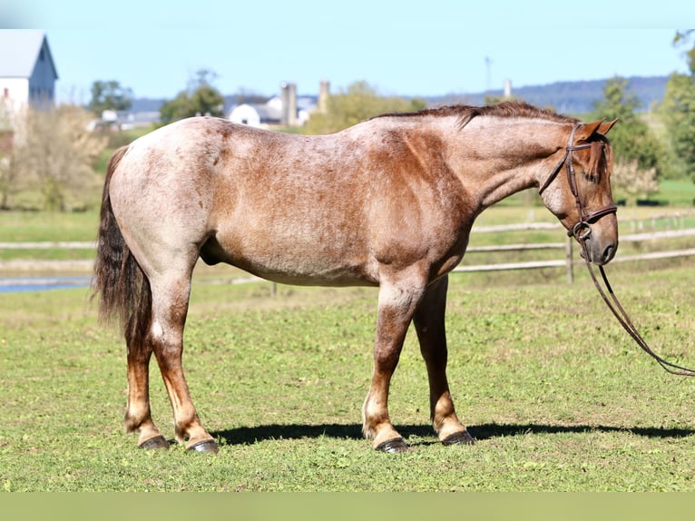 American Quarter Horse Mix Gelding 5 years 16,1 hh Roan-Red in Gap
