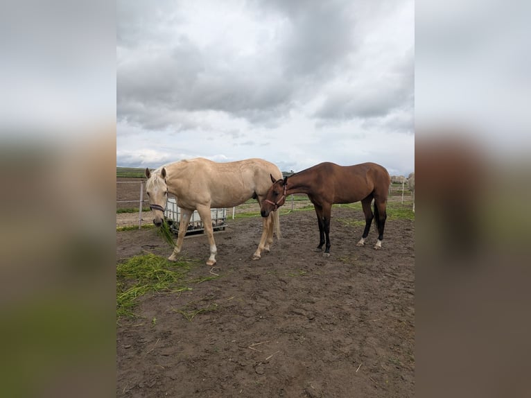American Quarter Horse Gelding 5 years 16,3 hh Palomino in Stary Dwor