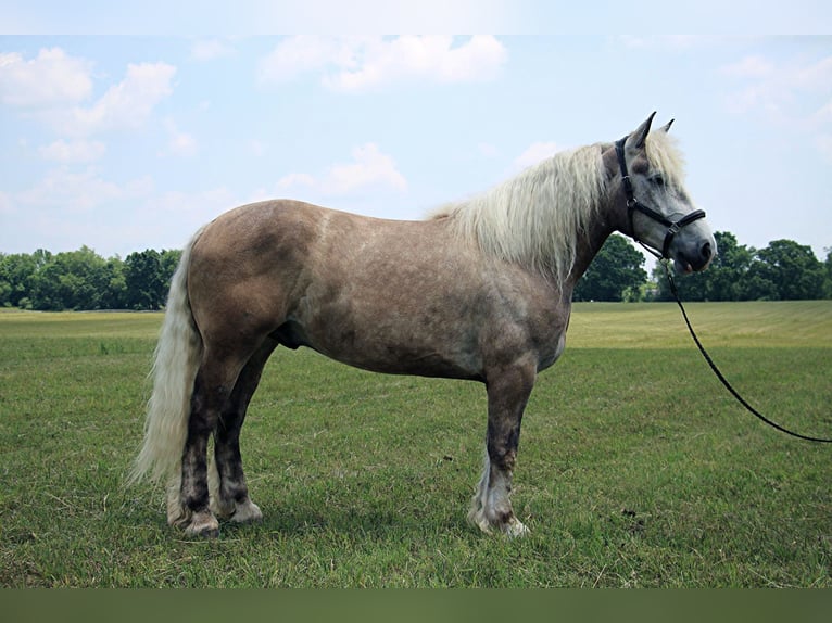 American Quarter Horse Gelding 5 years 17,1 hh Gray in Highland MI