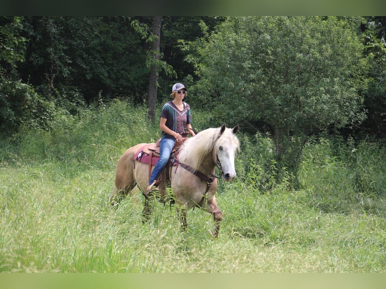 American Quarter Horse Gelding 5 years 17,1 hh Gray in Highland MI