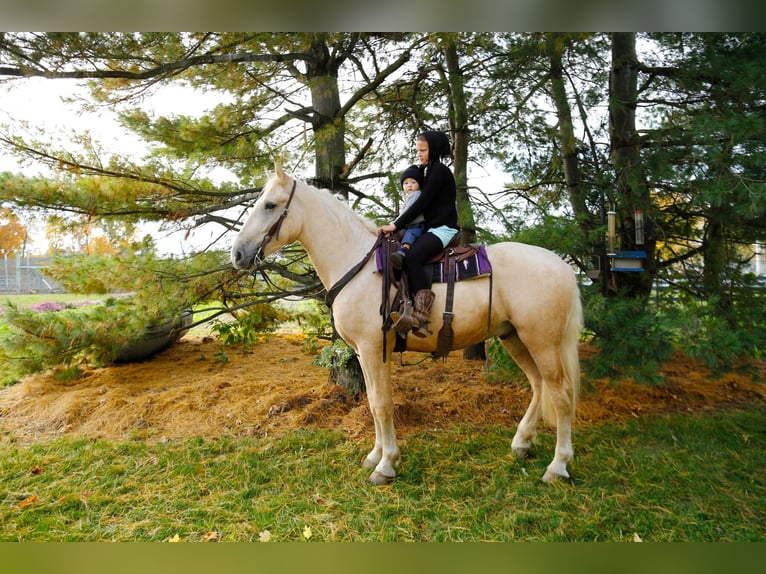 American Quarter Horse Gelding 5 years 17 hh Palomino in Shipshewana IN