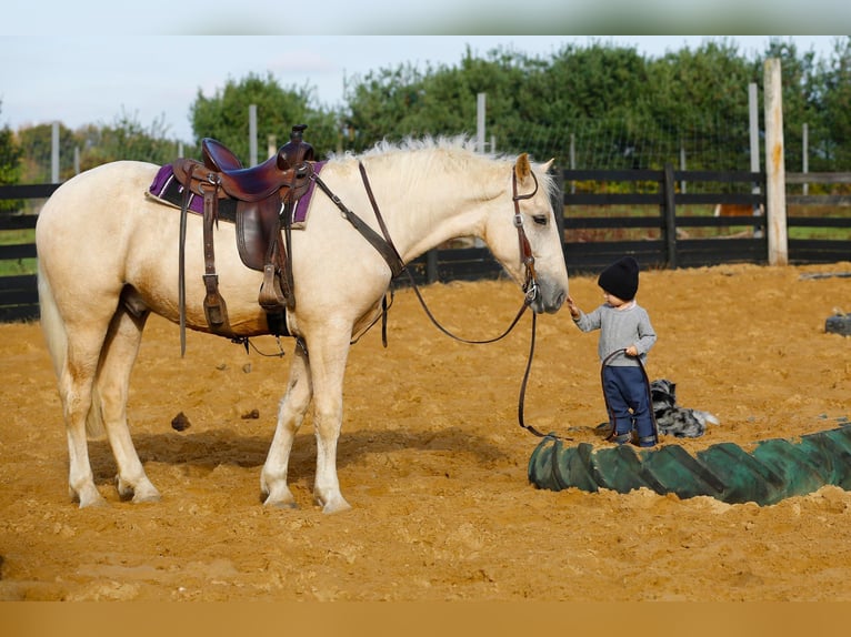 American Quarter Horse Gelding 5 years 17 hh Palomino in Shipshewana IN